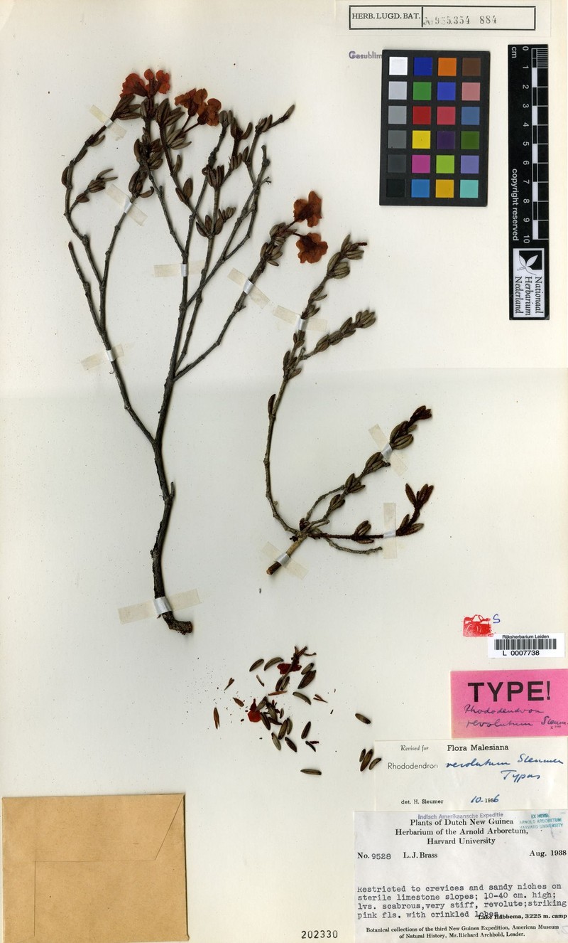 Rhododendron revolutum