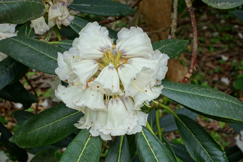 Rhododendron rex