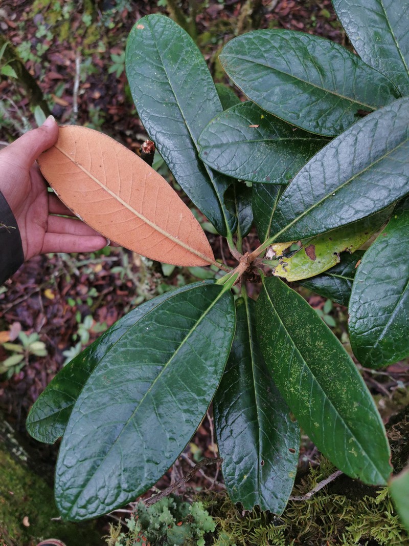 Rhododendron rex photo 2