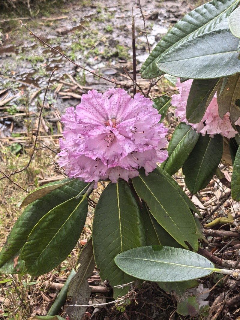 Rhododendron rex photo 3