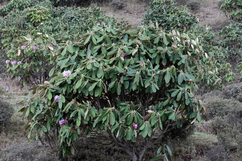 Rhododendron rex photo 4