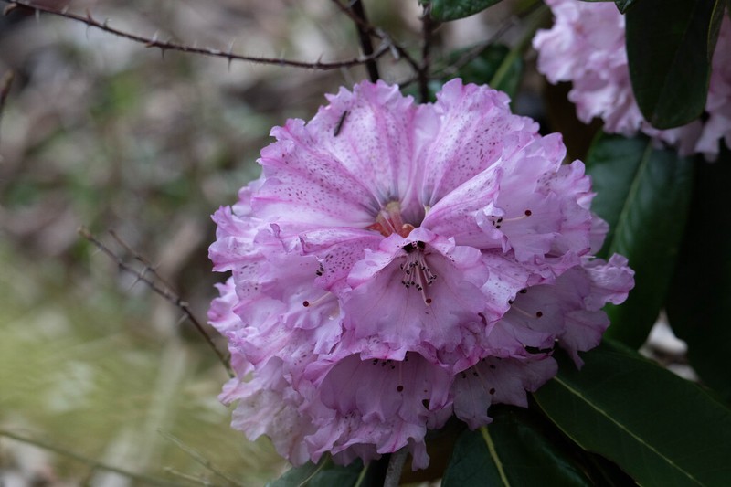 Rhododendron rex photo 5