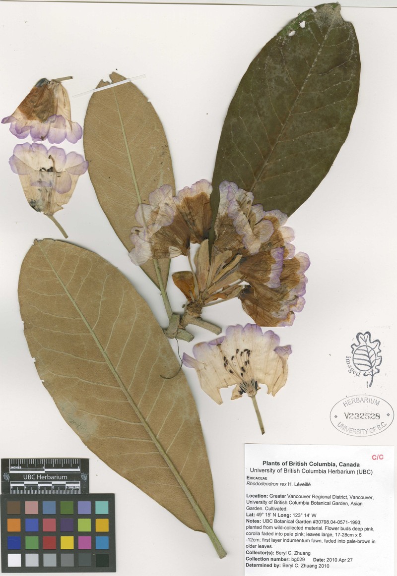 Rhododendron rex photo 6