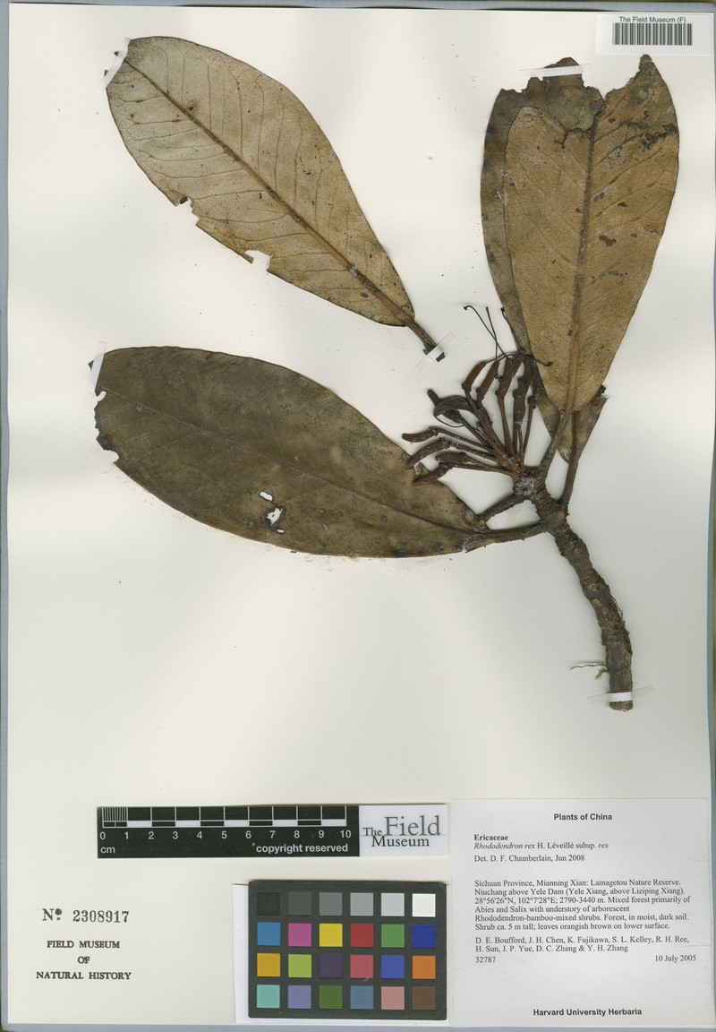 Rhododendron rex subsp. rex