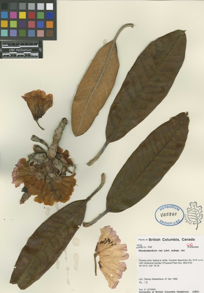 Rhododendron rex subsp. rex photo 2