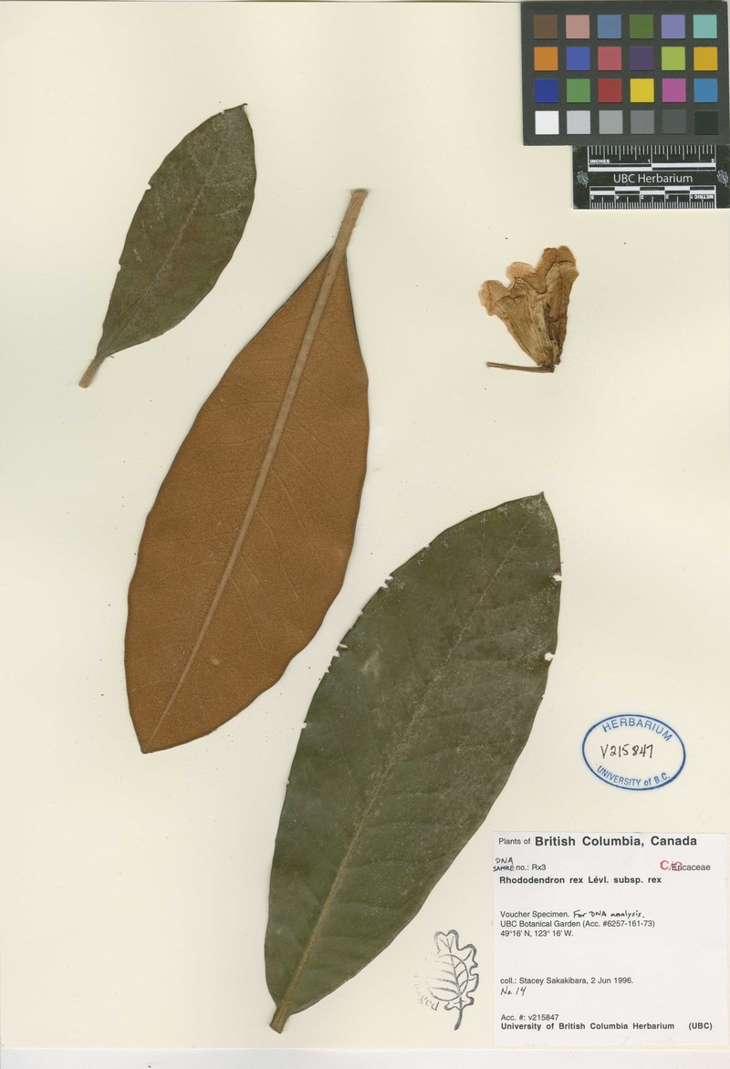 Rhododendron rex subsp. rex photo 3
