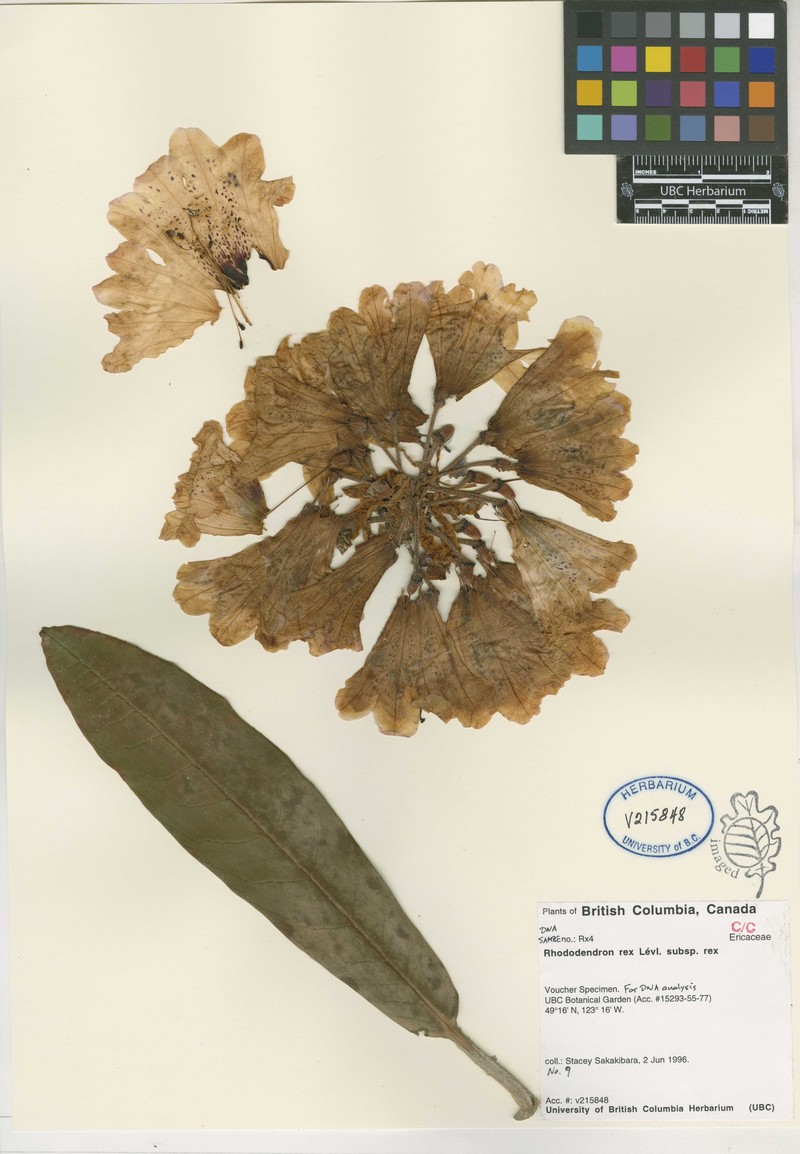 Rhododendron rex subsp. rex photo 4