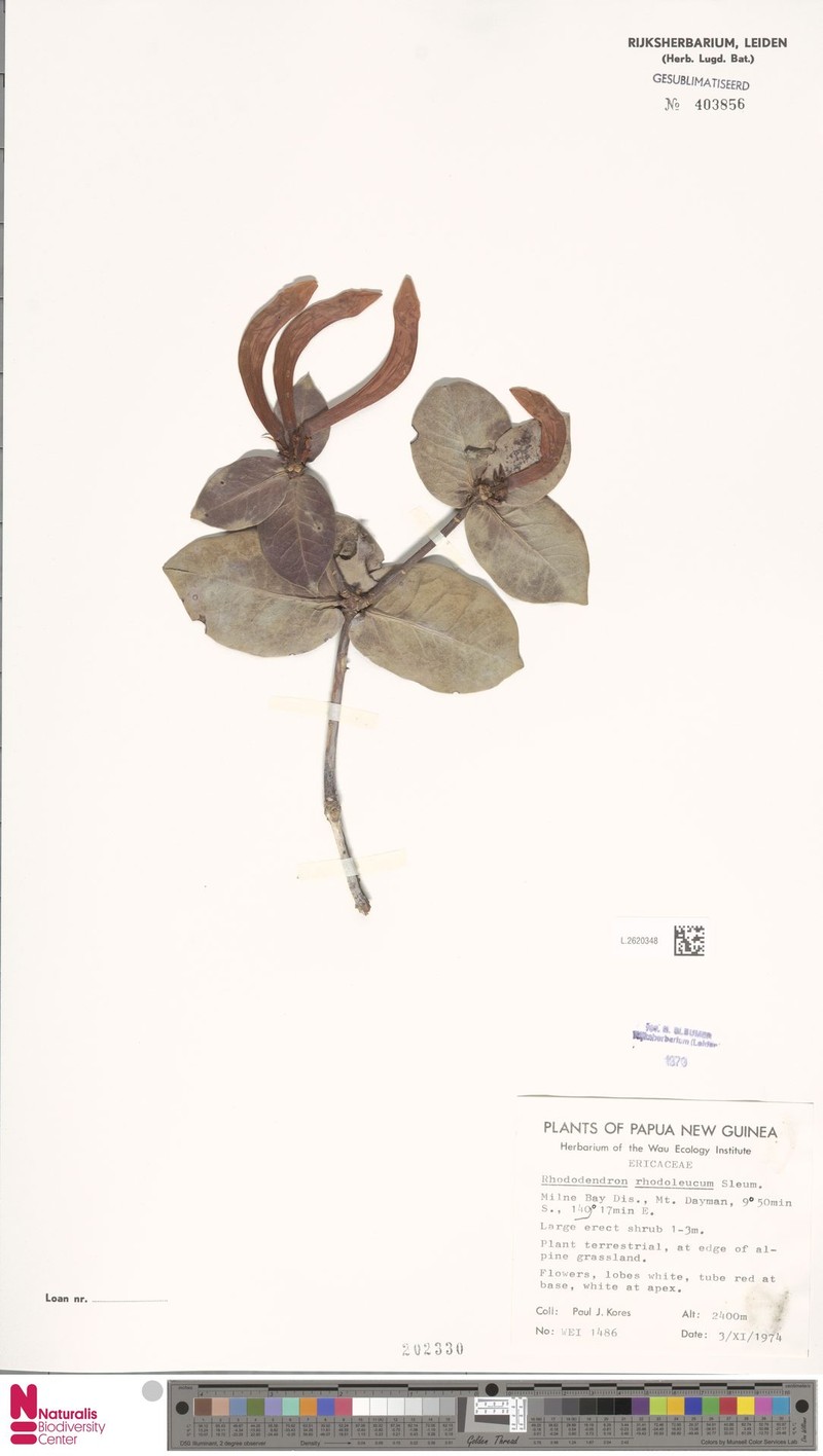 Rhododendron rhodoleucum