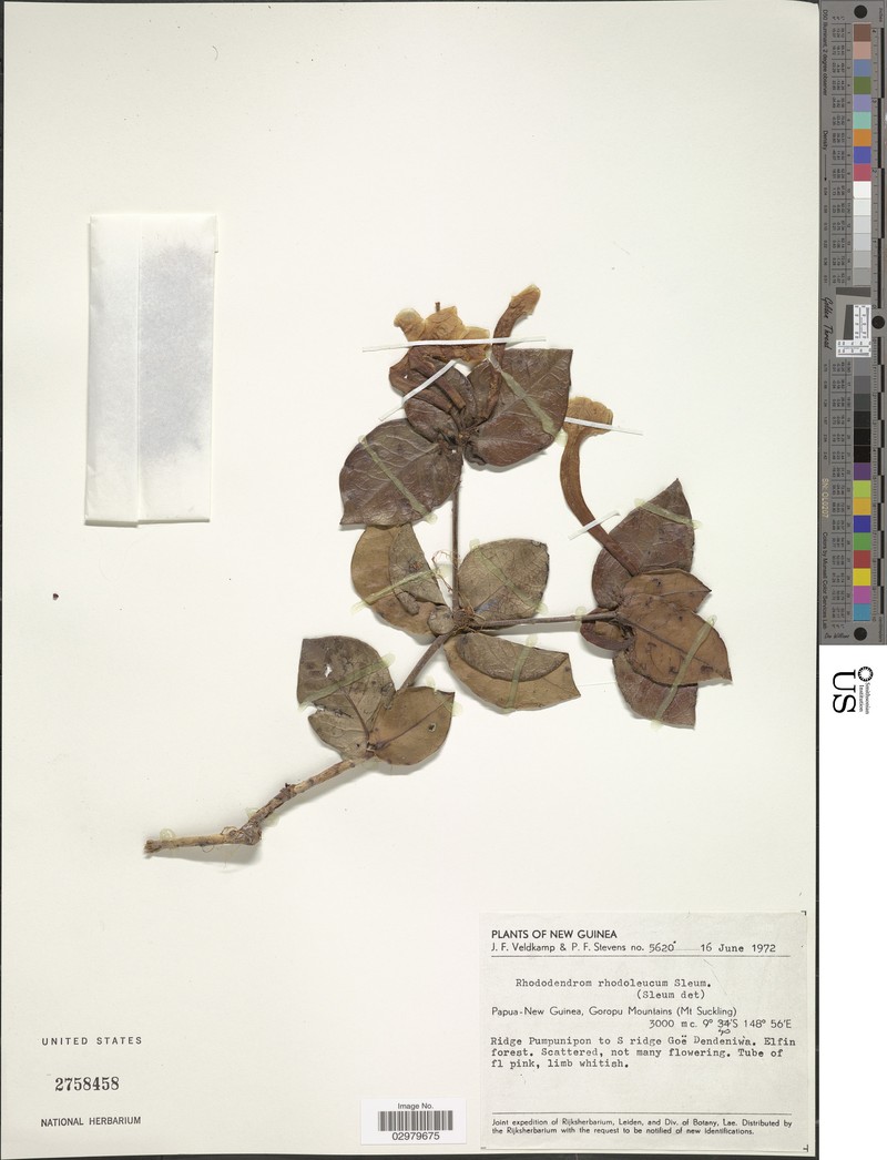 Rhododendron rhodoleucum photo 2