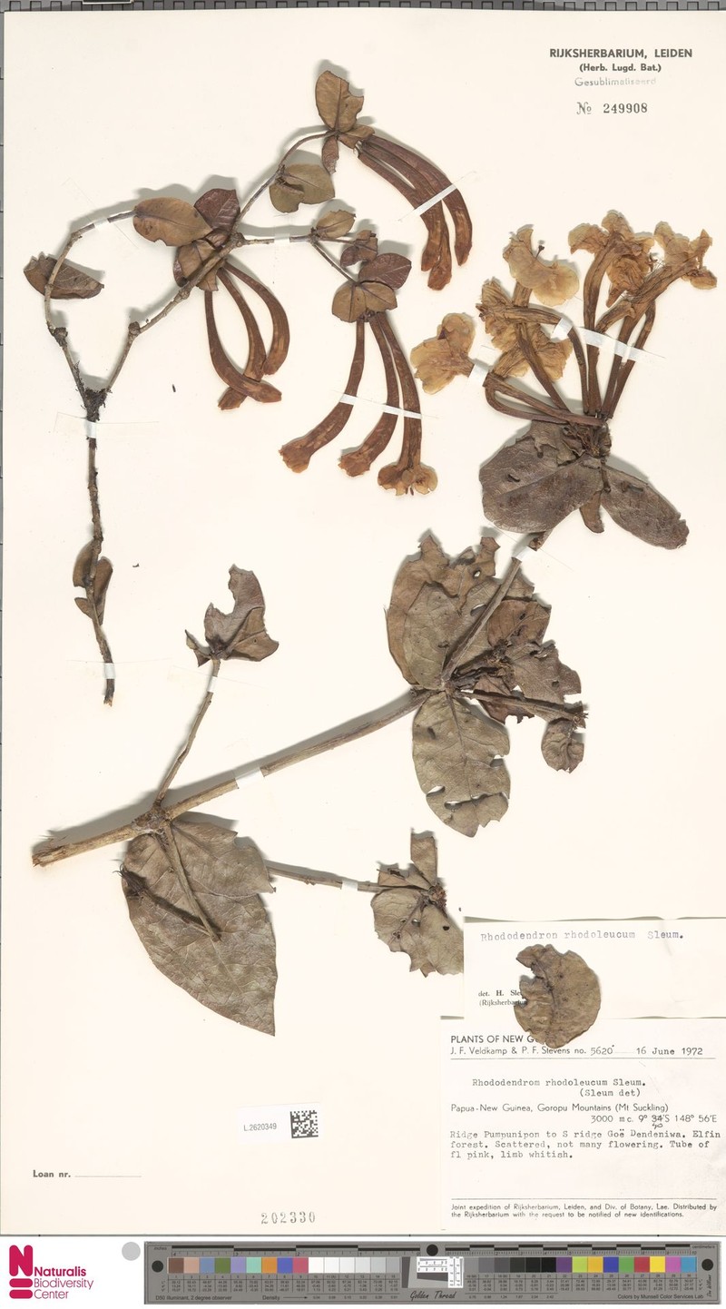 Rhododendron rhodoleucum photo 3