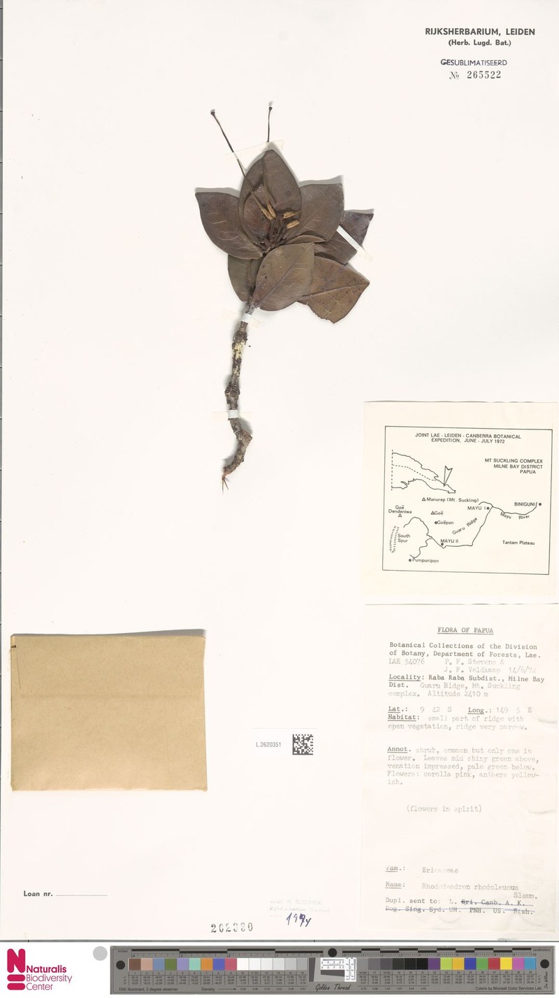 Rhododendron rhodoleucum photo 4