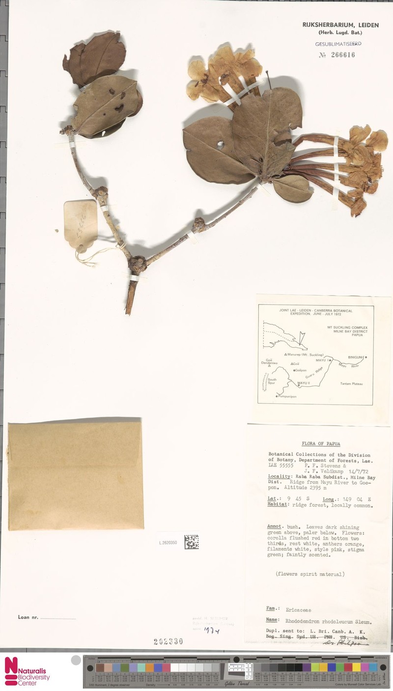 Rhododendron rhodoleucum photo 5