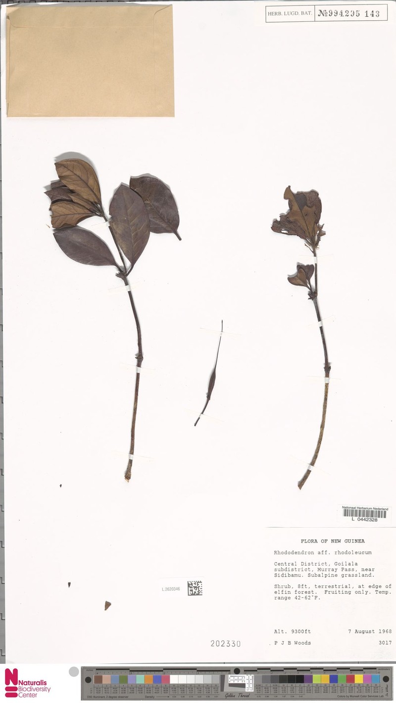 Rhododendron rhodoleucum photo 6