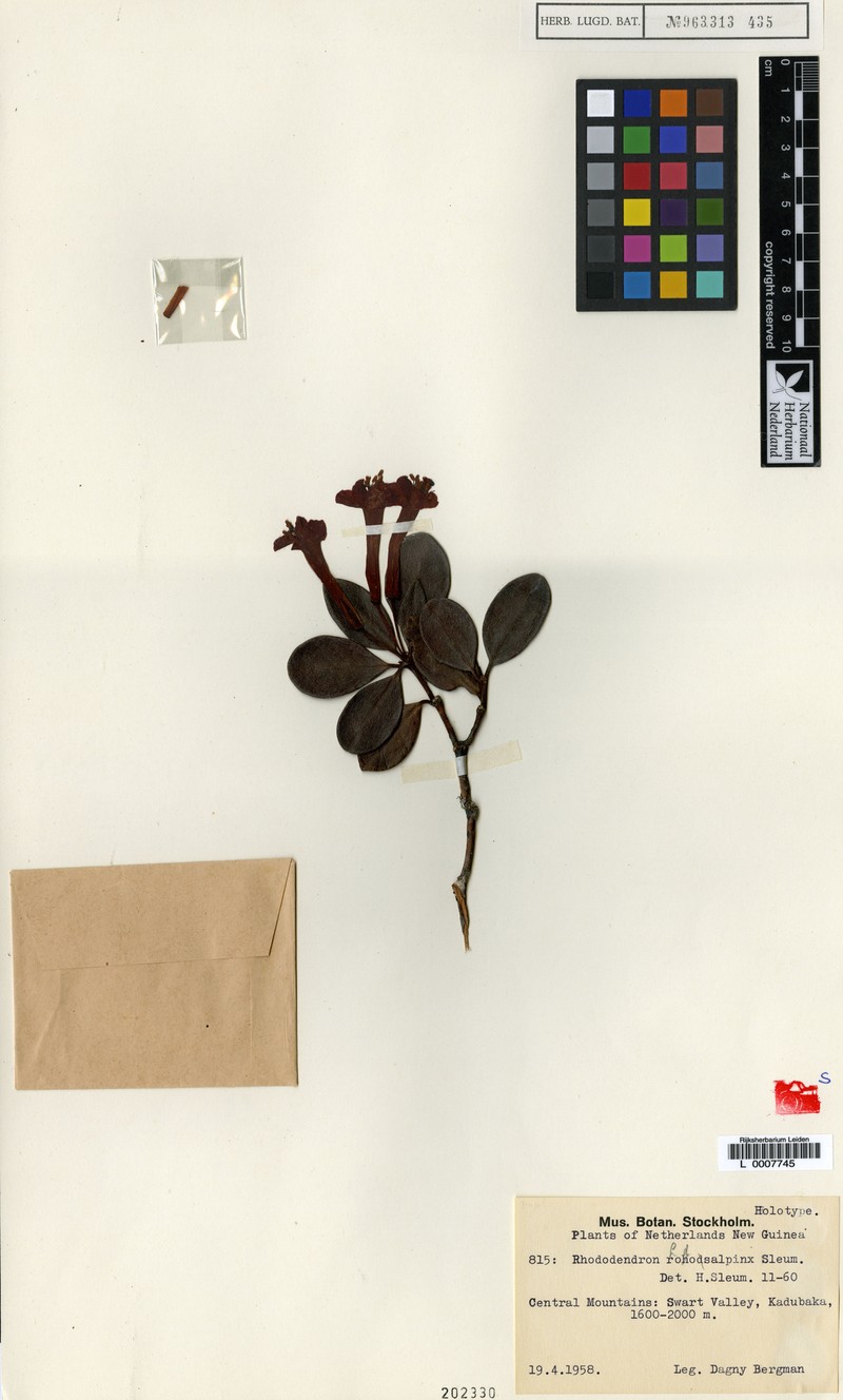Rhododendron rhodosalpinx