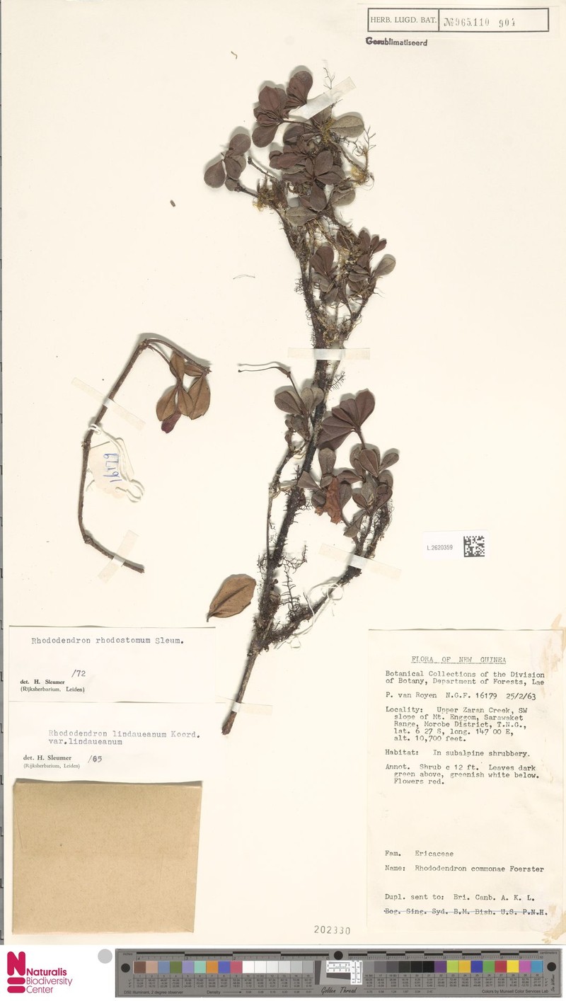 Rhododendron rhodostomum