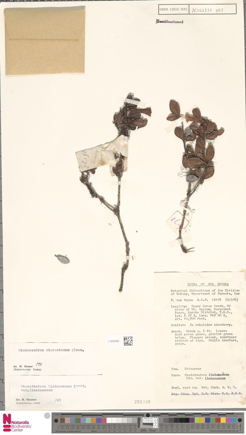 Rhododendron rhodostomum photo 2