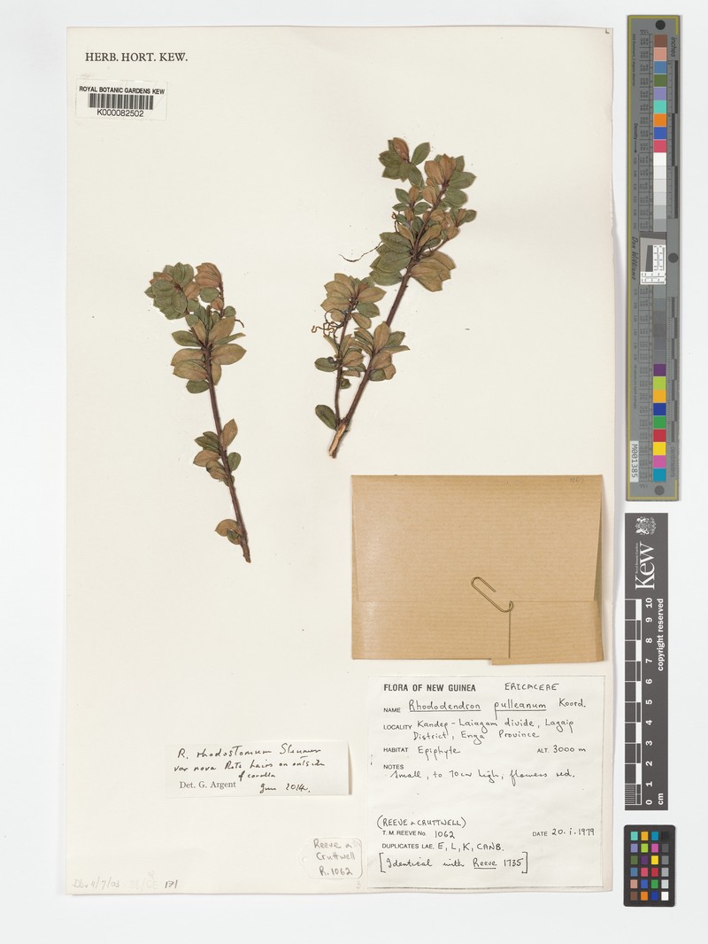 Rhododendron rhodostomum photo 3