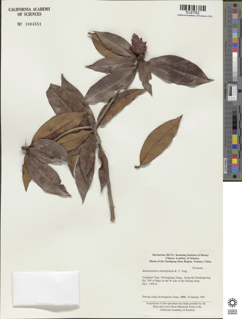 Rhododendron rhombifolium
