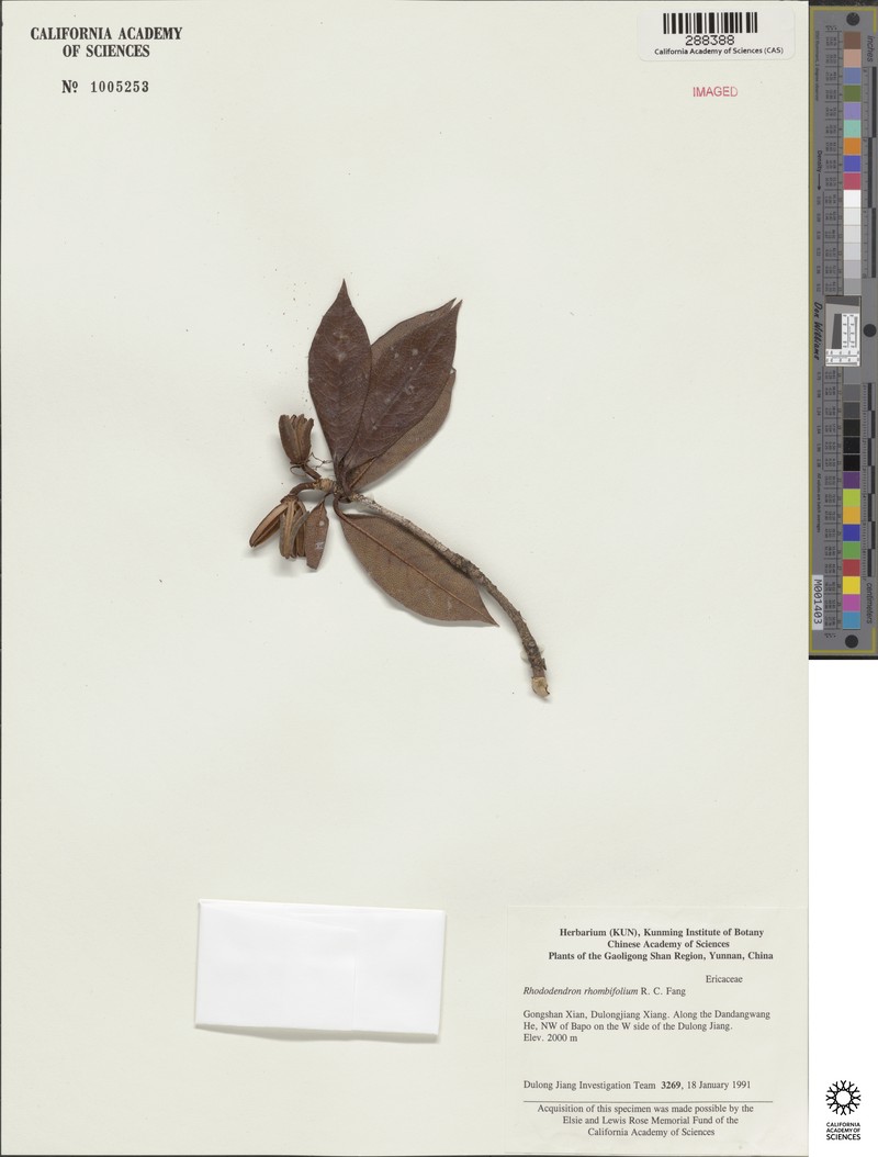 Rhododendron rhombifolium photo 2