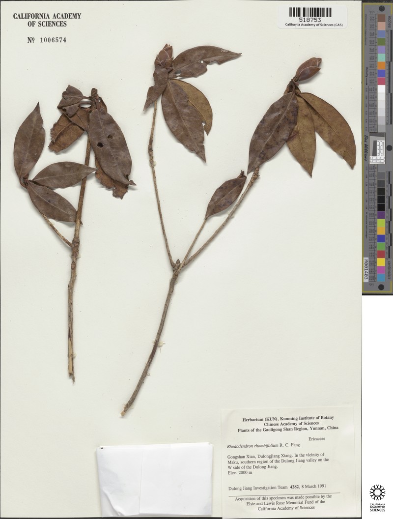 Rhododendron rhombifolium photo 3