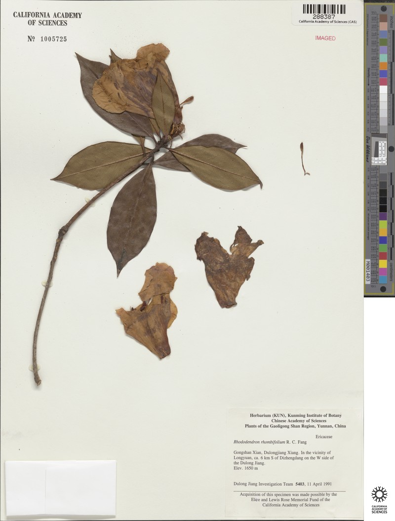 Rhododendron rhombifolium photo 4