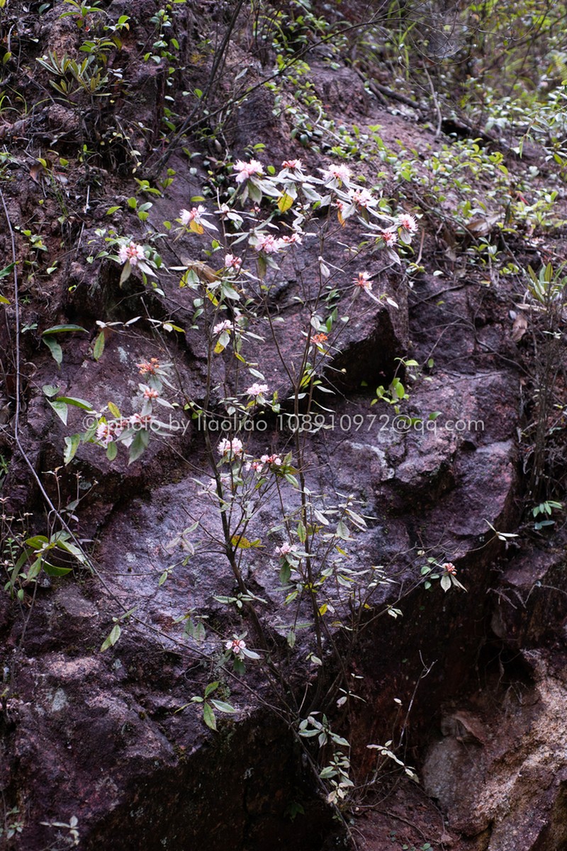 Rhododendron rhuyuenense