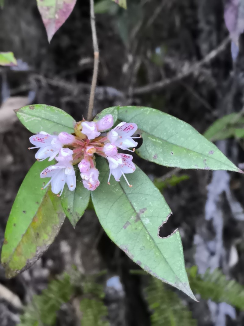 Rhododendron rhuyuenense photo 2