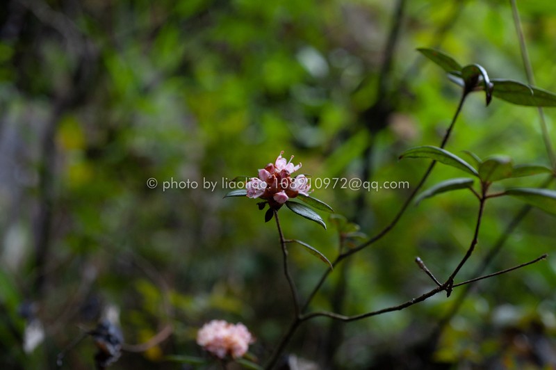 Rhododendron rhuyuenense photo 3