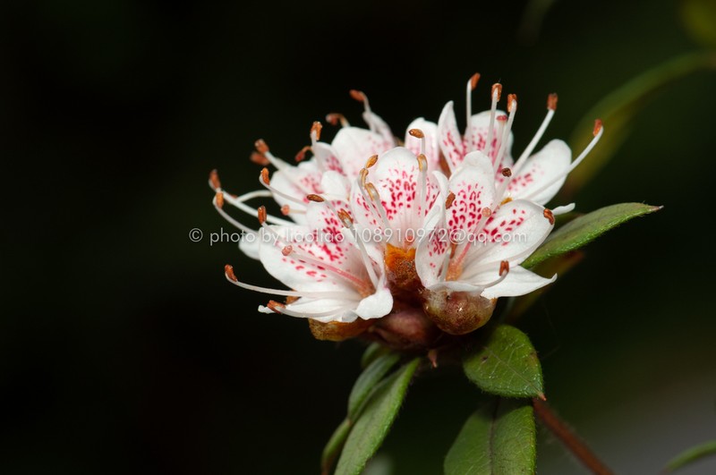 Rhododendron rhuyuenense photo 4