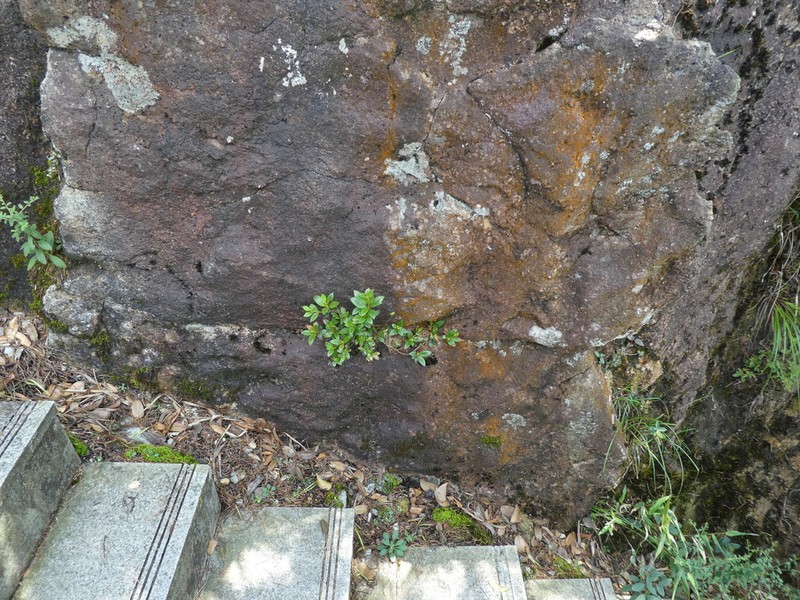 Rhododendron rhuyuenense photo 5