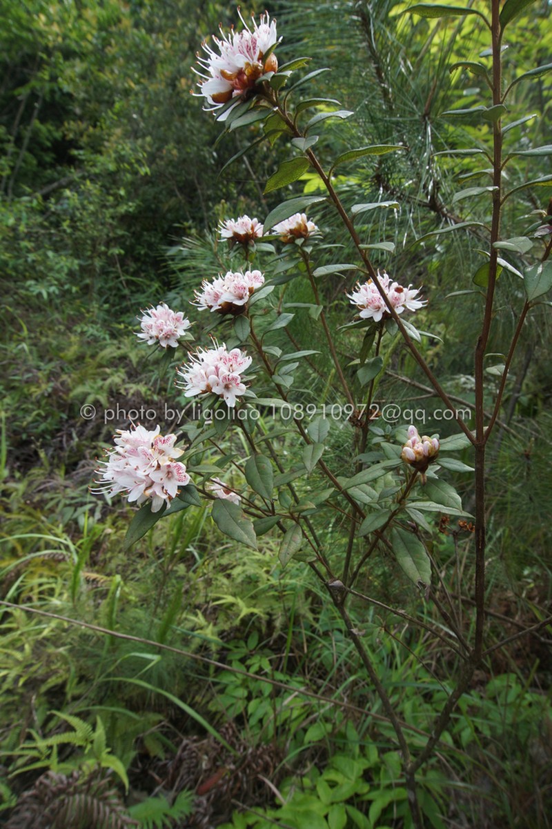 Rhododendron rhuyuenense photo 6