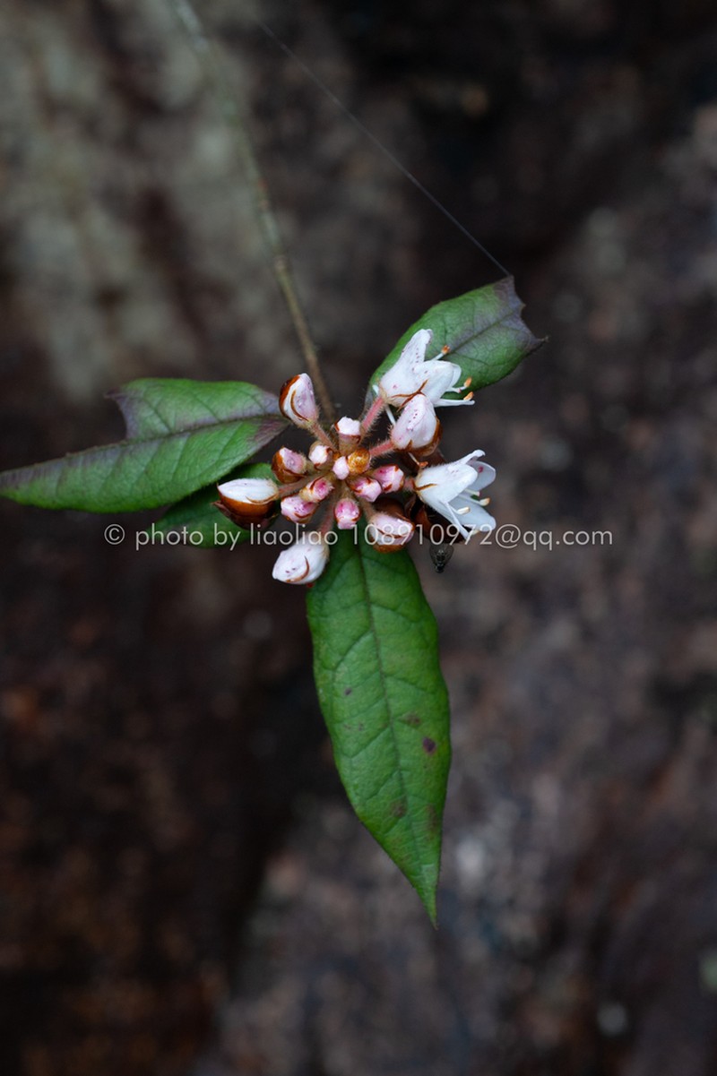 Rhododendron rhuyuenense photo 7