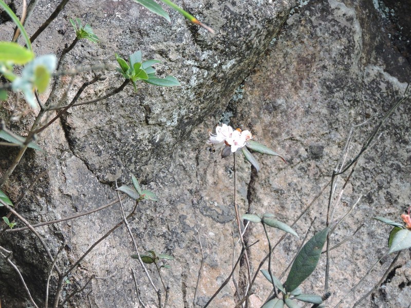 Rhododendron rhuyuenense photo 8