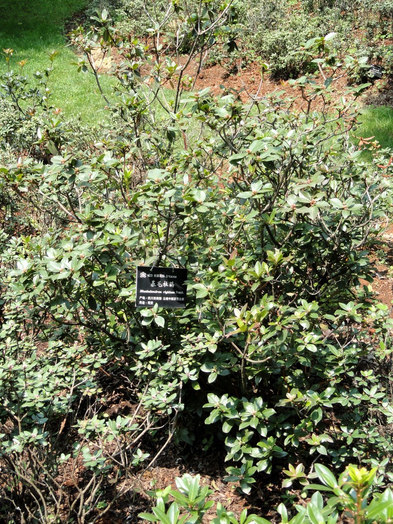 Rhododendron rigidum