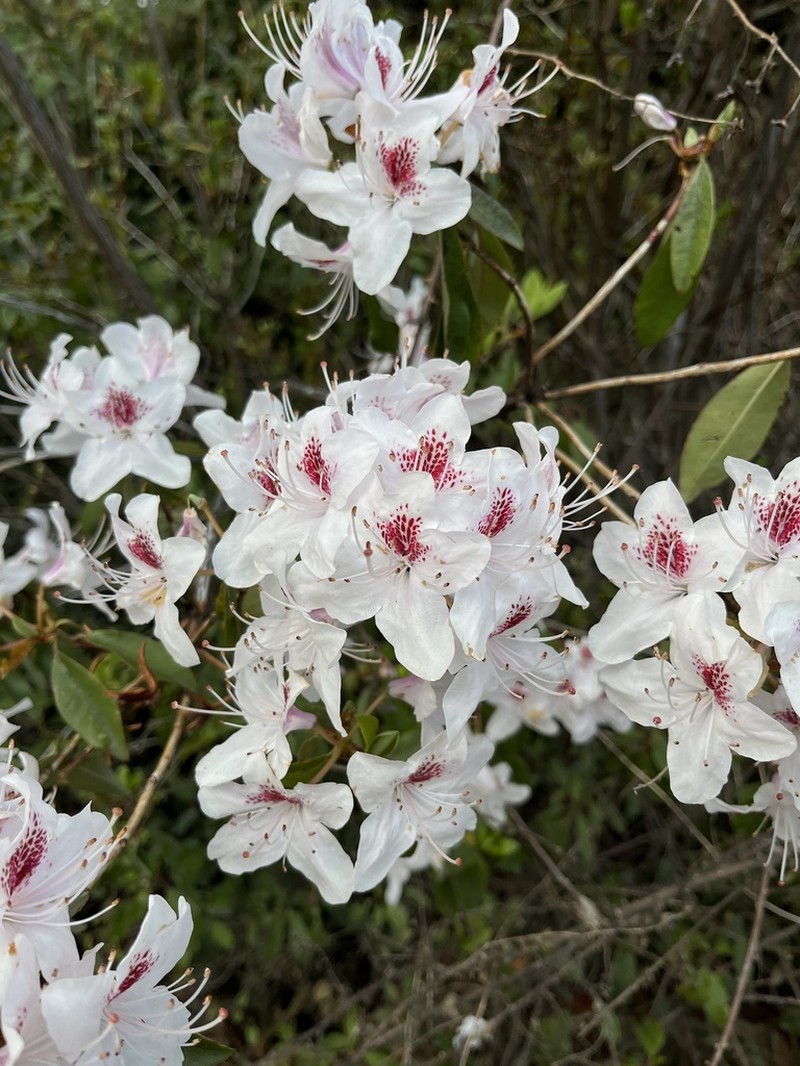 Rhododendron rigidum photo 2