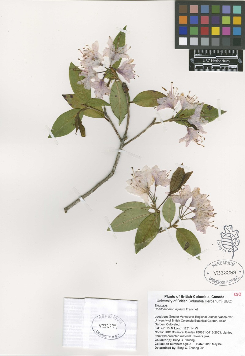 Rhododendron rigidum photo 3