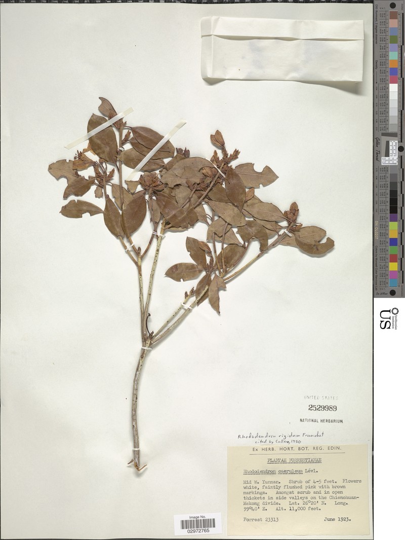 Rhododendron rigidum photo 4