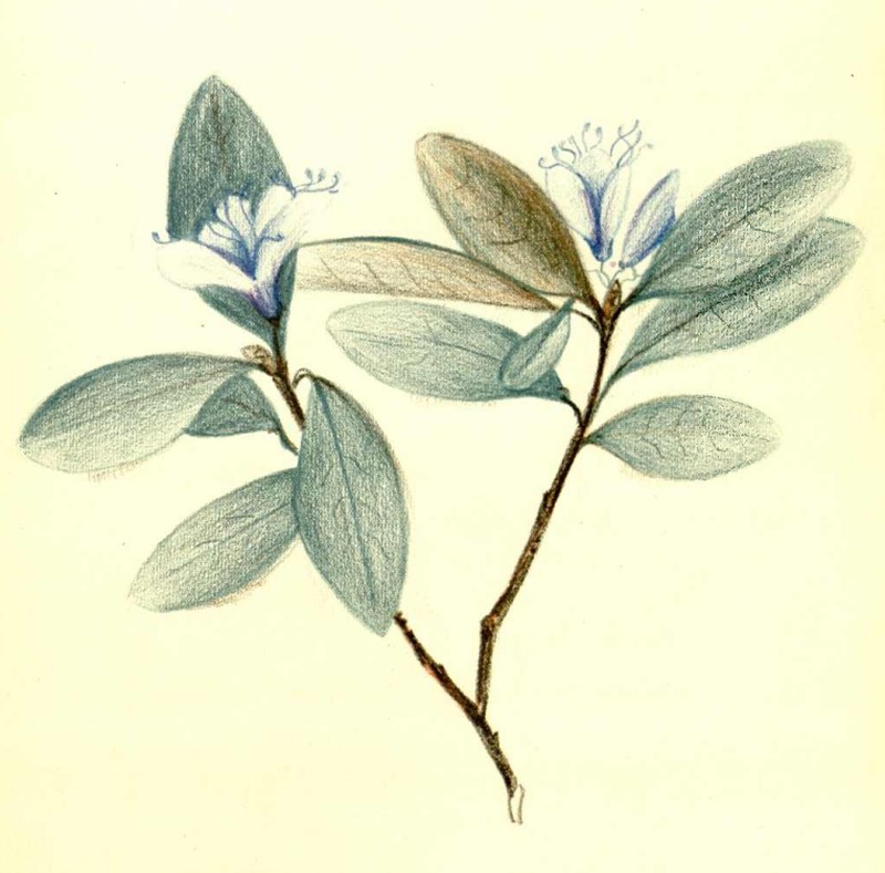Rhododendron rigidum photo 5