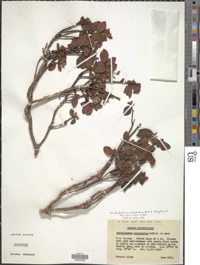 Rhododendron riparioides