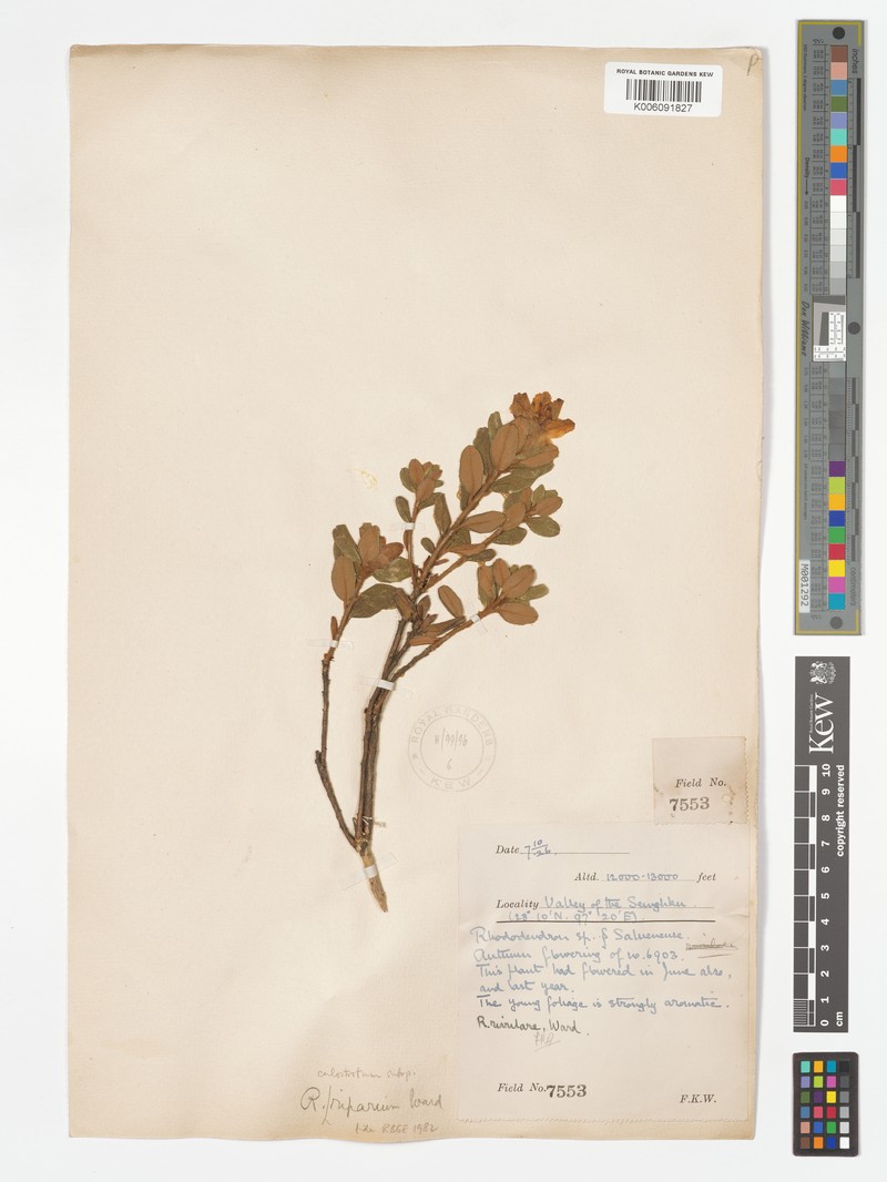 Rhododendron riparioides photo 2