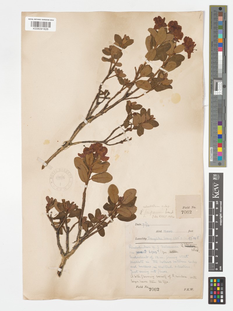 Rhododendron riparioides photo 3