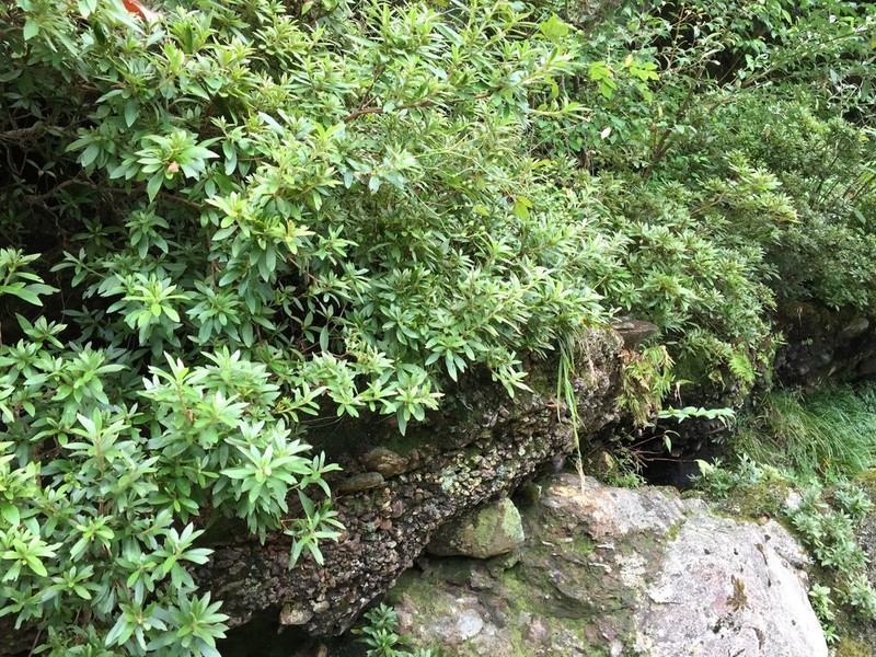 Rhododendron ripense