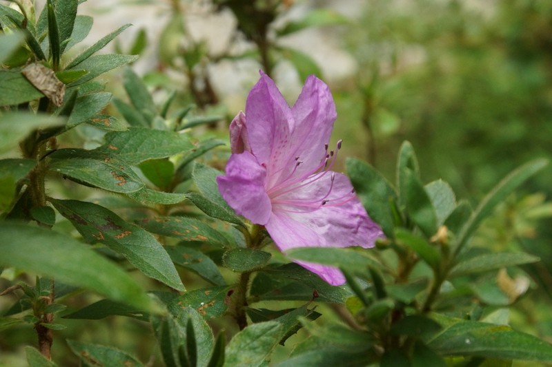 Rhododendron ripense photo 3