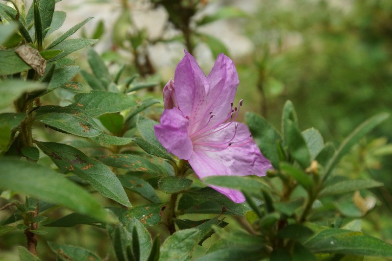 Rhododendron ripense photo 4