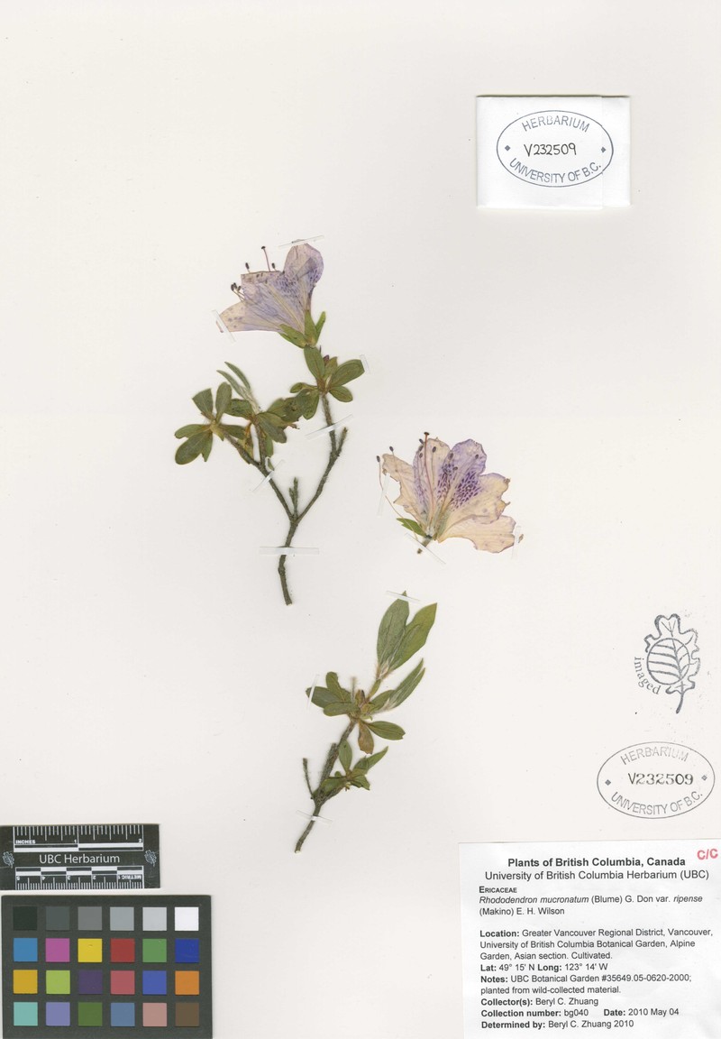 Rhododendron ripense photo 5