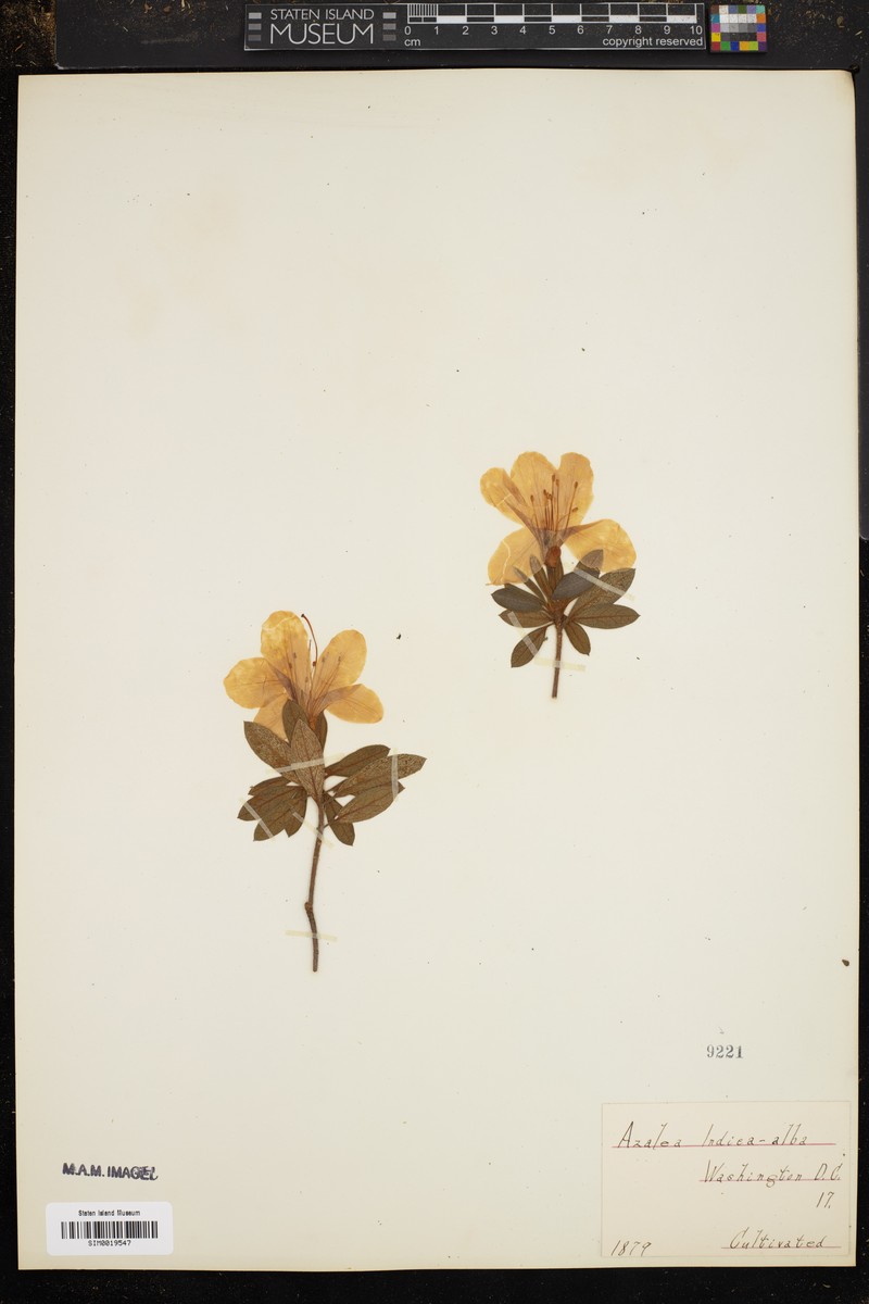Rhododendron ripense photo 6