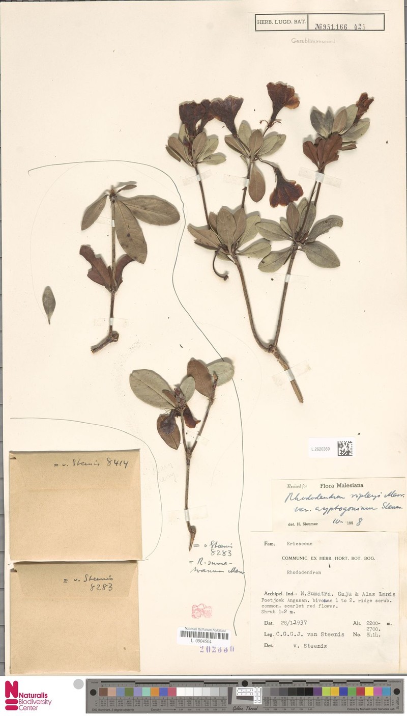 Rhododendron ripleyi photo 2
