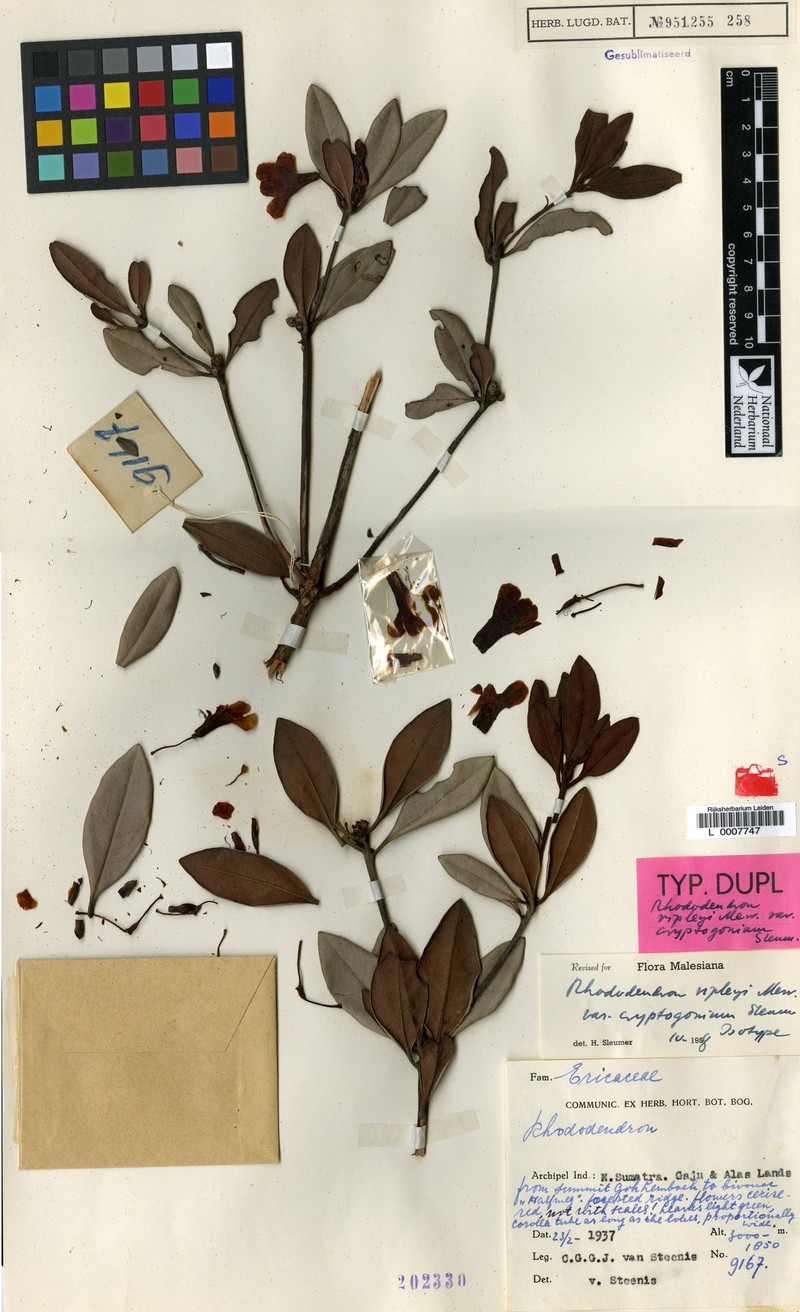 Rhododendron ripleyi photo 3
