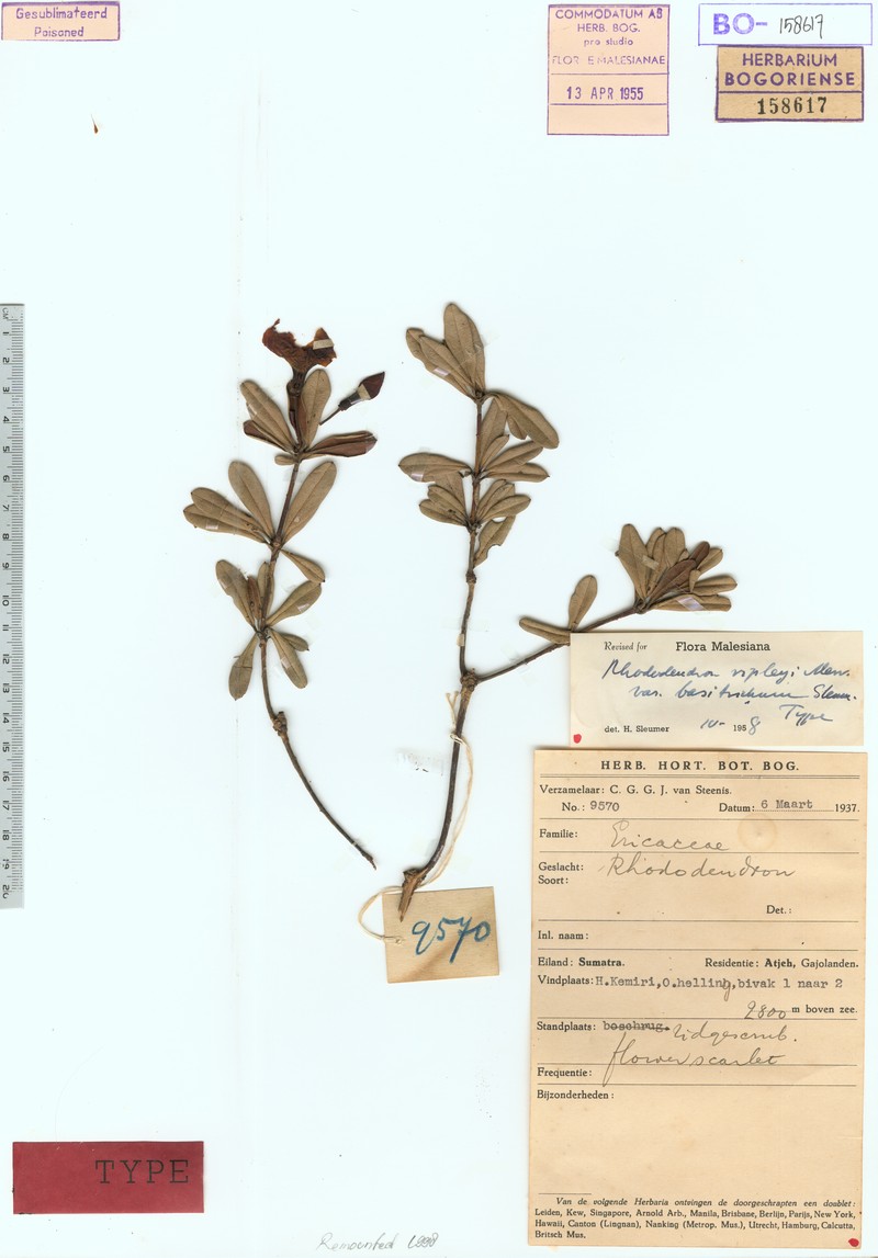 Rhododendron ripleyi photo 6