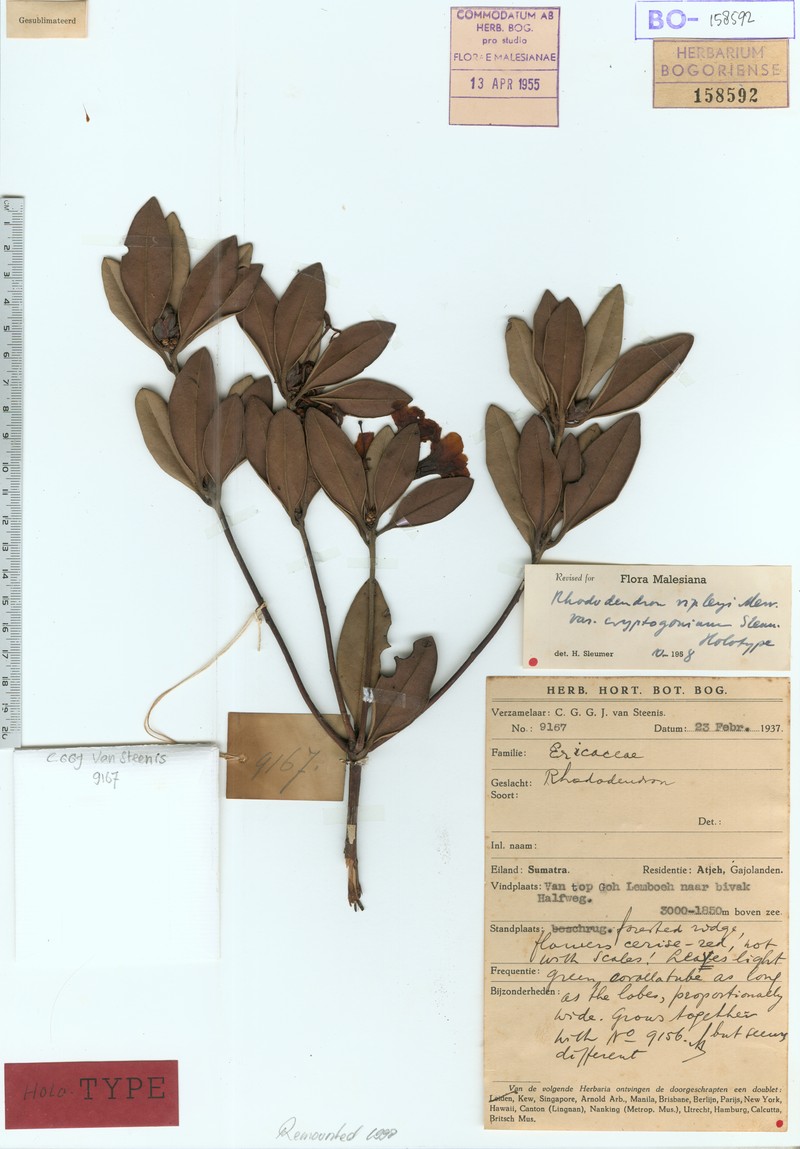 Rhododendron ripleyi var. cryptogonium photo 3